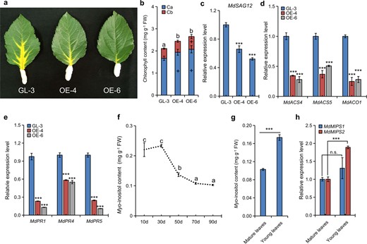 a Delayed senescence in MdMIPS1-overexpressing apple leaves. Chlorophyll content b and expression levels of MdSAG12c, ET biosynthetic genes d, and MdPRs e in both GL-3 and MdMIPS1-overexpressing apple leaves of plants subjected to darkness-induced senescence. f MI levels in aging GL-3 leaves. MI levels g and MdMIPS expression levels h in both the young and mature leaves at the same time point. The data are the means ± SDs (n = 3, three biological replicates). In comparison to GL-3 or old leaves, ***P < 0.001; + indicates a significant increase (P < 0.05), and n.s. indicates no significant difference. The values not represented by the same letter are significantly different (P < 0.05). FW fresh weight.