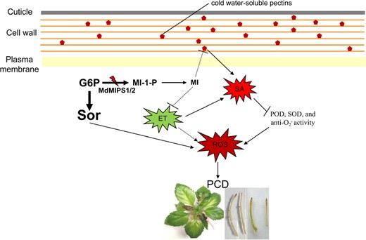 In MdMIPS1/2-silenced lines, decreased MI biosynthesis induces SA accumulation by stimulating the accumulation of WS pectin. Enhanced SA signaling directly compromises POD, SOD, and anti-O2− activities, resulting in high ROS accumulation. Moreover, MI reduction also stimulates ET production and further induces ROS accumulation, possibly through SA-dependent and SA-independent pathways. Eventually, the accumulation of excess ROS directly leads to severe PCD and necrosis. In addition, metabolic influx of sorbitol causes additional oxidative stress and further accelerates necrosis around the leaf vein. G6P glucose-6-phosphate, Sor sorbitol, MI myo-inositol, and MI-1-P myo-inositol-1-phosphate. The solid and dashed lines refer to direct and indirect effects, respectively.