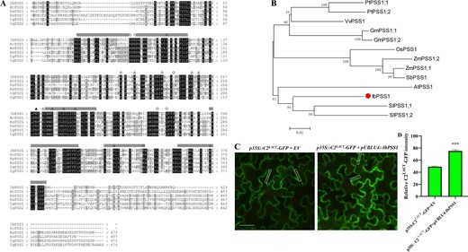 a Multiple alignment of base-exchange-type PSS protein sequences from Homo sapiens (Hs), Cricetulus griseus (Cg), Ipomoea batatas (Ib) and Arabidopsis thaliana (At). The amino acid residues indicated are important for CgPSS1 catalytic activity (open triangles), free Ser binding/recognition (closed triangle), PSS1 regulation (open circles), and PSS production and/or stability (diamonds). The black boxes indicate conserved residues. The gray bars indicate hypothetical membrane-spanning domains. b Phylogenetic analysis of IbPSS1 and its orthologs from different plant species. PSS1 proteins from the different species are indicated as follows: AtPSS1, Arabidopsis thaliana; GmPSS1;1 and GmPSS1;2, Glycine max; OsPSS1, Oryza sativa; PtPSS1;1 and PtPSS1;2, Populus trichocarpa; SbPSS1, Sorghum bicolor; SlPSS1;1 and SlPSS1;2, Solanum lycopersicum; VvPSS1, Vitis vinifera; and ZmPSS1;1 and ZmPSS1;2, Zea mays. The numbers on the tree indicate bootstrap supports (values < 50% are not shown). The branch lengths were drawn to scale; the bar size indicates the number of amino acid substitutions per site. c The transient expression of IbPSS1 in Nicotiana benthamiana leaves increases PS abundance in the PM region. A typical image of one of three independent experiments is shown. Bar = 30 μm. e Quantification of C2LACT-GFP fluorescence intensity. The columns labeled with “***” indicate significant differences at P < 0.001. n > 100 PM regions from at least 40 cells in three independent experiments.
