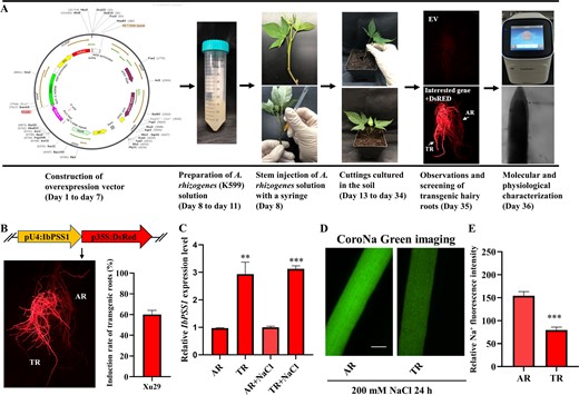 a Pipeline of the A. rhizogenes-mediated in vivo root transgenic system. TRs: transgenic roots; ARs: adventitious roots. b Schematic of pUBI.U4::IbPSS1-CaMV35S::DsRed expression cassette, representative images of the TRs and ARs in the same seedling and the induction rate of TRs for this construct. c Relative expression level of IbPSS1 in the TRs and ARs with or without NaCl treatment (200 mM for 24 h). d Na+ accumulation in the elongation zones of the TRs and ARs. A typical image (n = 15 from three experiments) is shown. Bar = 0.3 mm. e Quantification of Na+ fluorescence intensity. The columns labeled with “***” indicate significant differences at P < 0.001.