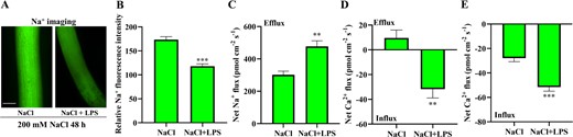 Sweet potato (WT, Xu 29) roots were pretreated with 50 μM LPS for 24 h and then subjected to NaCl stress (200 mM) for another 48 h. a Effects of LPS on cellular Na+ accumulation. Na+ accumulation in the root elongation zone of LPS-pretreated or nonpretreated seedlings. A typical image (of 22) is shown. Bar = 0.3 mm. b Quantification of Na+ fluorescence intensity. c Effects of LPS on the steady-state flux of Na+. The Na+ flux was measured from the root elongation zone after 48 h of NaCl stress. n = 16 from six individual seedlings. The SEs are represented by the bars. d Effects of LPS on NaCl-induced Ca2+ flux. The Ca2+ flux was measured from the root elongation zone (1.5, 2.5, and 3 mm from the tip) after 10 min of NaCl treatment. n = 12 from six individual seedlings. e Effects of LPS on H2O2-induced Ca2+ flux. The Ca2+ flux was measured from the root elongation zone (1.5, 2.5, and 3 mm from the tip) after the addition of 10 mM H2O2. n = 12 from six individual seedlings. For all the histograms, the columns labeled with “*,” “**,” and “***” indicate significant differences at P < 0.05, P < 0.01, and P < 0.001, respectively.