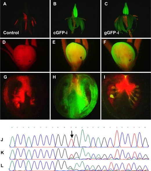 a–g Control untransformed plants. b–h From plant transformed with a vector-expressing GFP under a constitutive promoter and Cas9 under PPC2 promoter, without a gRNA (cGFP). c–i Plants transformed with the same construct of the GFP control, added with gRNA targeting Cas9 to GFP (gGFP). a–c Open flower, d–f fruit, 6 days after pollination, g–i fruit, breaker stage, and j–l DNA sequencing of target GFP site of c–i, respectively. Arrow indicates the Cas9 target site. Sequence shown is bases 3254–3277 of GenBank accession EF090408 of GFP.