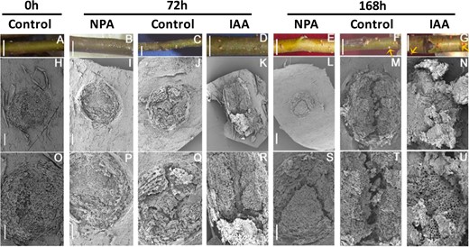 Apple cuttings were cultured in Hoagland's solution and sampled every 24 hours (h) from 0 to 168 h. Three distinctive development phases were observed at 0, 72, and 168 h. a–g Physical appearance of submerged cuttings. Arrows point to the origination of new ARs. h–u SEM micrographs of lenticels at different AR developmental phases; Bars: a–g = 0.4 cm, h–u = 100 μm. Bars i = j = k; l = m = n; p = q = r; and s = t = u.