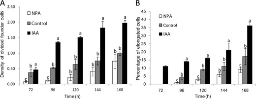 a Density of divided founder cells in control, NPA-treated, and IAA-treated apple cuttings; the density is defined as the ratio of divided AR founder cells to the total number of parenchymal cells. b Percentage of elongated cells in control and NPA-treated and IAA-treated cuttings. The data are the percentage of the total elongated cells divided by number of founder cells that have undergone cell division. Elongated cells were those whose longitudinal axis was at least two times longer than the short axis. The error bar represents ±standard errors (SEs), n ≥ 15. The bars with different letters indicate statistical significance (p < 0.05).