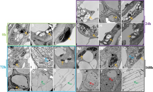 Transmission electron microscopy of founder cells at 0 h (a–c), 24 h (d–i), 72 h (j–l, p–r), and 168 h (m–o, s–u) during AR development. Shown are tissues from the control treatment (a–c, e, h, k, q, n, t), NPA treatment (d, g, j, p, m, s), and IAA treatment (f, i, l, r, o, u). Scale bars: 0.5 μm in a–c; 1.0 μm in n, d, f, g–j, m, p, s and t; 2.5 μm in e and l; 0.25 μm in k and o; and 5 μm in q, r, and u. Orange arrows, starch grains (s); blue arrows, endoplasmic reticulum (ER); green arrows, elongated cells (EC); red arrows, mitochondria (m).