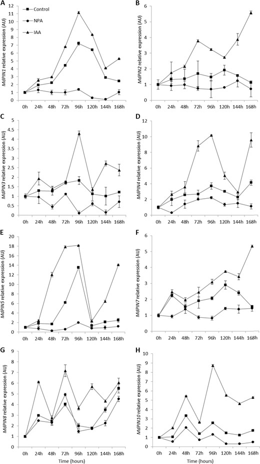 Gene expression levels of MdPINs were quantified by qPCR in the bases of apple cuttings during different stages of AR formation. The average relative transcript level of each gene was calculated using the 2−ΔΔCT method; the data are shown as the means ± SEs (n = 3).