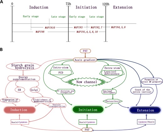 a Differential expression of MdPINs during AR induction, initiation, and extension. The dashed lines represent 24 h time points. MdPIN8 expression peaked during the induction phase (24 h), indicating that MdPIN8 may play a major role in the early stage of AR induction. MdPIN10 expression peaked at 48 h and was mostly low at the other time points, suggesting that MdPIN10 also contributes to the induction and initiation of ARs. The maximum expression of MdPIN1, MdPIN3, MdPIN4, and MdPIN5 occurred at 96 h, just 24 h prior to the morphological changes in the initiation phase, which ended at 120 h. Further, MdPIN1, MdPIN2, MdPIN4, and MdPIN5 expression remained high at 120 h, indicating that all of these genes also function during the late stage of initiation. MdPIN7 expression peaked at 120 h, suggesting that MdPIN7 mainly functions during the late stage of initiation. At 168 h, differential increases in MdPIN4, MdPIN5, and MdPIN8 expression were observed, suggesting that these members promote lenticel dehiscence and AR protrusion from the epidermis during the extension phase. b Proposed model of cellular regulatory mechanisms during AR formation stages. ER endoplasmic reticulum, PAT polar auxin transport, PCD programmed cell death. The arrows represent positive regulatory elements. The lines ending with a bar represent negative regulatory elements.
