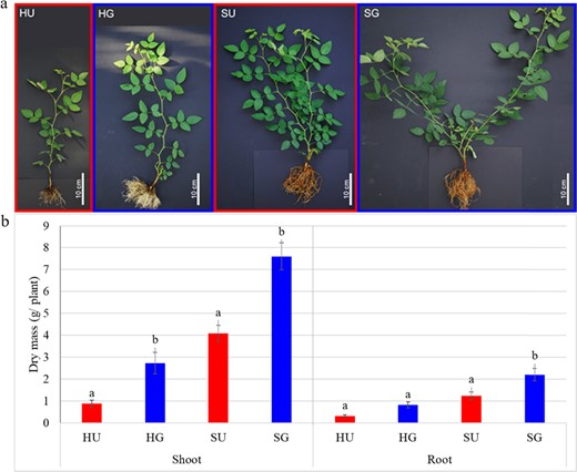 Appearance (a) and biomass (b) at the end of the bioassay, i.e., after 8 weeks of growth in soil from Heidgraben (H) and Sangerhausen (S), either untreated (U) or γ-irradiated (G). Data are means ± SD (n = 10 and 5 for shoot and root dry masses, respectively). Letters indicate significant differences between variants within sites (t-test, p < 0.05)