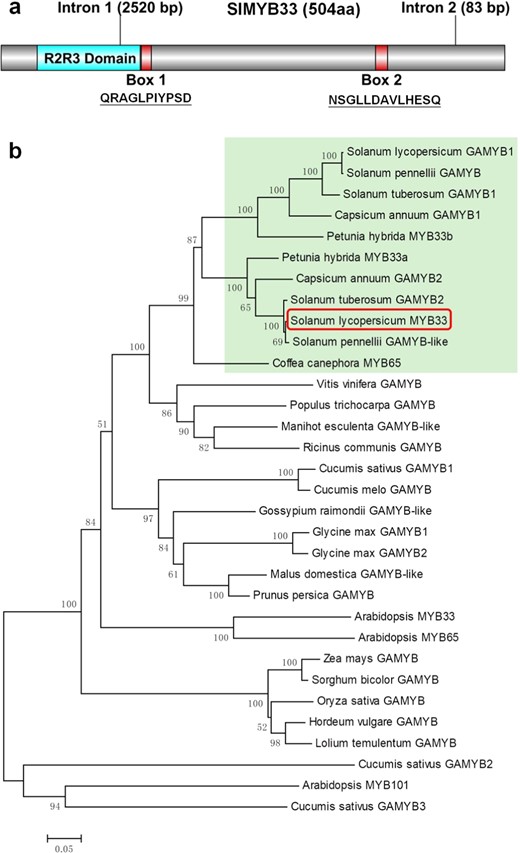 a Protein domain structure of SlMYB33. b Phylogenetic analysis of GAMYB homologs in different species. SlMYB33 is indicated in the red box. The species in the light-green box all belong to the Solanaceae family. The gene ID of each GAMYB protein used for this analysis is provided in the “Accession Numbers” list