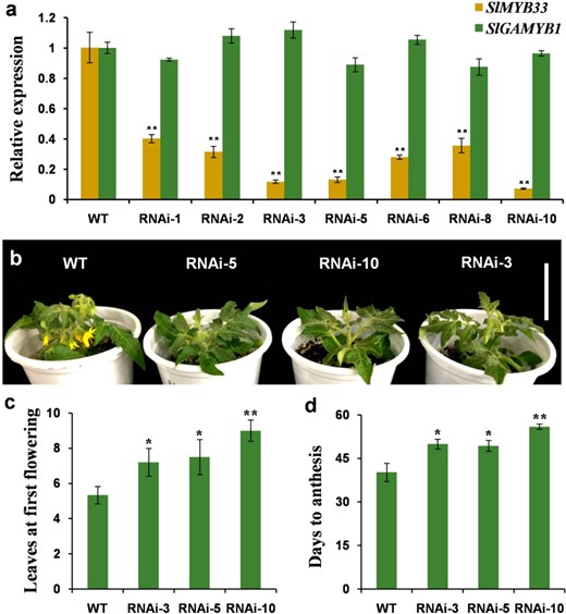a Expression analyses of SlMYB33 and SlGAMYB1 in the flower buds (5-mm length) of WT plants and SlMYB33-RNAi lines by qRT-PCR. Each value is the mean ± SD of three biological replicates. b Wild-type (WT) plants and progenies of SlMYB33-RNAi lines. All genotypes were sown at the same time and grown under the same environmental conditions. When the flowers of the WT plants open, the RNAi lines are in the vegetative stage. Bar = 5 cm. c Numbers of leaves at first flowering in WT and the progenies of SlMYB33-RNAi lines. Each value is the mean ± SD of three biological replicates, and six plants were examined for each replicate. d Days to anthesis in WT and the progenies of SlMYB33-RNAi lines. Each value is the mean ± SD of three biological replicates, and six plants were examined for each replicate. Asterisks indicate significant differences between the RNAi lines and WT by Student's t tests (*P < 0.05; **P < 0.01)