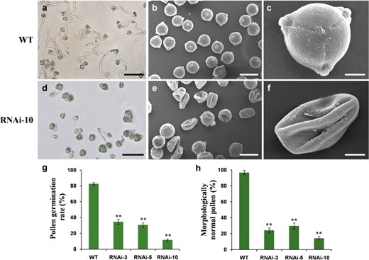 a, d In vitro pollen germination tests in WT (a) and SlMYB33-RNAi line 10 (d). Bars = 100 μm. b, e Scanning electron microscopy (SEM) images of pollen grains in WT (b) and RNAi-10 (e). Bars = 25 μm. c, f Single pollen grain morphology under SEM in WT (c) and RNAi-10 (f). Bars = 5 μm. g, h Quantification of the pollen germination rate (g) and percentage of morphologically normal pollen grains (h) in WT and different RNAi lines. Values are the means ± SD of ten biological replicates from three plants, and three to four flowers were examined in each plant. Asterisks indicate significant differences between the RNAi lines and the WT by Student's t test (**P < 0.01)