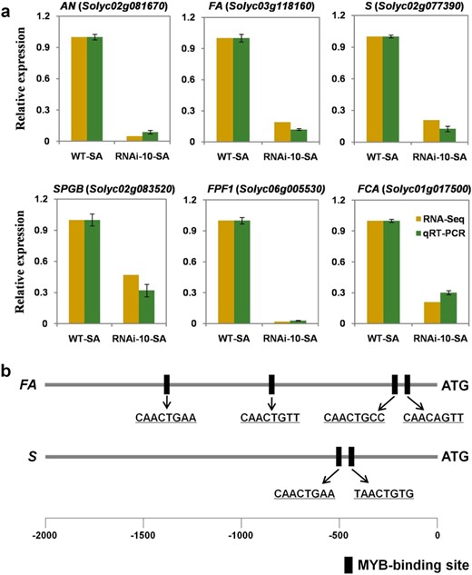 a Expression analyses of flowering-related genes in the shoot apices of WT and RNAi-10 plants. Three independent samples used for qRT-PCR were collected at the same developmental stage as those used for RNA-Seq. Values are the mean ± SD (n = 3). b Analyses of the cis-acting elements in the promoters of FA and S. The 2-kb promoter sequence (before ATG) was acquired for this analysis. SA shoot apex