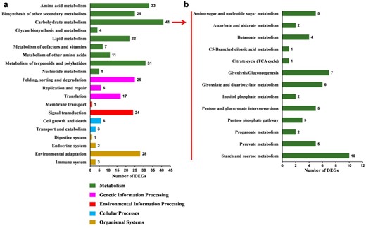 a Functional categories of DEGs. b Secondary classification of the carbohydrate metabolism pathway