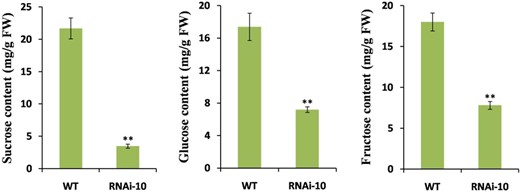 Values are means ± SD of three biological replicates. Asterisks indicate significant differences between RNAi-10 and WT plants by Student's t test (**P < 0.01)