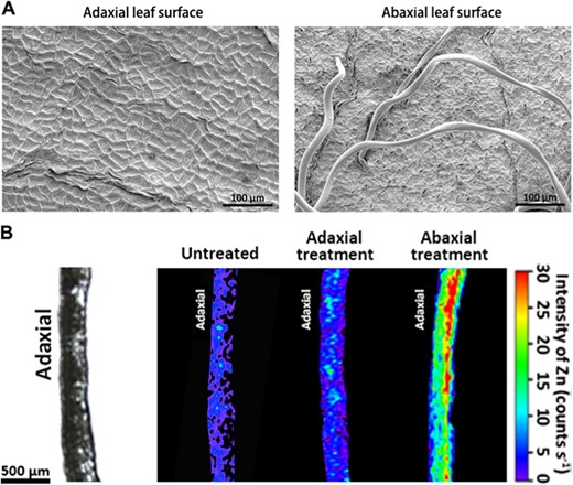 (a) SEM micrographs of leaf surfaces of apple mature leaves, showing that mature apple leaves have a heterogeneous topography between adaxial (left) and abaxial (right) leaf surfaces. (b) Micro-XRF mapping of Zn in the crosssections of leaves after foliar Zn application, showing the different efficiencies of Zn absorption in adaxial and abaxial leaf surfaces. In each section, the adaxial side is to the left. Fluorescence intensities (counts s-1) of Zn were normalized and scaled between red (maximum) and blue (minimum) for each map