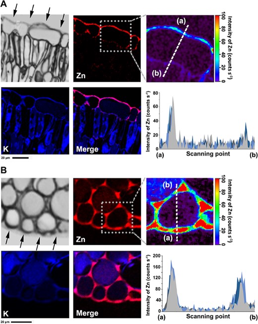 Subcellular distribution of Zn in apple leaves after foliar Zn application. Nano-XRF images were obtained from cross sections of apple leaf tissue after foliar Zn treatment of adaxial (a) and abaxial (b) leaf surfaces. The color merge image presents the relative locations of Zn (red) and K (blue). Pixel brightness is displayed in RGB, with the brightest spots corresponding to the highest content for the element depicted. Fluorescence intensity values (counts s-1) of Zn were normalized and 10 different scanning lines were selected trough the epidermal cells from point (a) to (b)