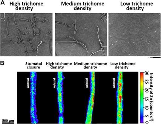 (a) SEM micrographs of abaxial apple leaves with high, medium and low trichome densities. (b) Micro-XRF mapping of Zn in crosssections of leaves with different physiological surface properties after foliar Zn application, which show that the stomatal aperture and trichome density affect foliar-Zn uptake. Pretreatment with methyl jasmonate (MeJA) (A, left panel) and mechanical trichomes removal (A, right panel) were conducted to alter trichome density. Un-pretreated apple mature leaves were considered as having medium trichome density (A, middle panel). Fluorescence intensities (counts s-1) of Zn were normalized and scaled between red (maximum) and blue (minimum) for each map