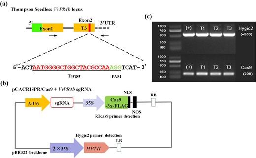 a Schematic of the location of the T3 target site within exon 2 of the VvPR4b gene. Exons are shown as green and yellow blocks, where green indicates the signal peptide and yellow indicates the Barwin domain. Target site is indicated by vertical red bar. The expanded sequence for T3 includes the target sequence (red) and PAM trinucleotide (green). b Illustration of the VvPR4b knockout vector. c PCR amplification of two sequences (Hygjc2 and RTcas9) from the knockout vector