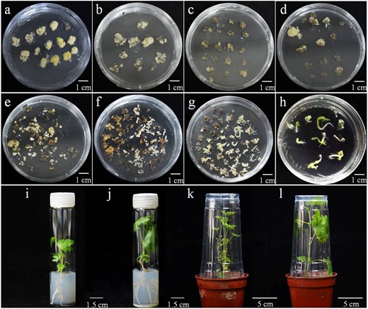 a Faint yellow secondary PEM cells used for transformation (X6 medium); (b) delayed screening and culture of transformed PEM cells after one month; (c, d) selection on screening medium containing antibiotics; (e–g) selection on differentiation medium (X3 screening medium); (h) cotyledons turned green and roots appeared after culture on X1.5 medium; (i, j) regenerated plantlets cultured on WPM medium; (k, l) regenerated seedlings were transplanted into soil and cultured in a controlled-environment chamber