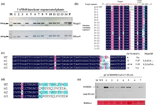 a Identification of Hygjc2 and RTcas9 sequences in regenerated plants. Amplification in positive lines is expected to give products of 550 and 210bp, respectively. CRISPR-Cas9 plasmid DNA was used as a positive control (P). Lanes 1-14 represent distinct T0 regenerated plants tested. b Sequence of the T3 target site in regenerated plantlets. c The four distinct mutations observed in the T0 VvPR4b knockout lines. The sequence, number of regenerated clones containing the mutation, and identification number of regenerated plants are indicated. d Deduced amino acid sequences of the proteins predicted to be encoded by the mutant sequences shown in Fig. 3c. e Detection of Cas9 protein expression in the transgenic lines. Lanes 1–7 represent distinct transgenic plants. Protein extract from nontransgenic, wild-type plants (WT) was used as a negative control