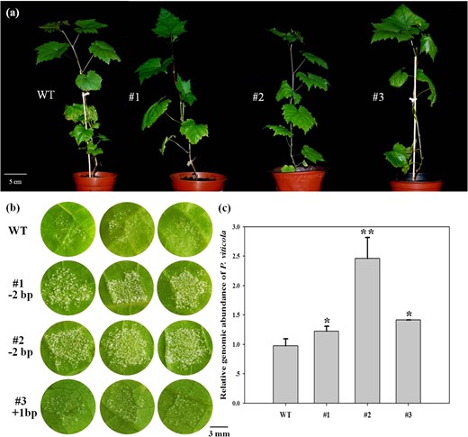 a Phenotype of wild-type (WT) and VvPR4b knockout (#1-3) lines in the absence of pathogen; (b) phenotype of WT and VvPR4b knockout transgenic lines infected with P. viticola. Leaf discs were photographed at 96 hpi. Lines #1 and #2 represent the dinucleotide deletion (−2 bp), and line #3 represents the single-nucleotide insertion mutation (+1bp); (c) relative genomic abundance of P. viticola at 120 hpi. Error bars represent standard errors. An asterisks indicate statistically significant differences between WT and transgenic lines (*P < 0.05, **P < 0.01)
