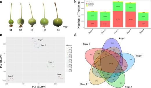 a Fruit phenotypes of ‘Flame’ fruit at five typical development stages. b Numbers of transcripts in five fruit developmental stages. c Principal component analysis of the RNA-seq data. d Venn diagram of the RNA-seq data from five fruit developmental stages