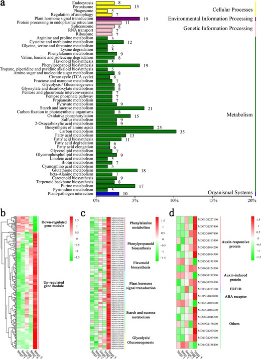 a KEGG pathway enrichment analysis of DEGs in the MEdarkslateblue module. b Clustering heat maps of significantly enriched MEdarkslateblue module-specific genes. c Heat map comparison of DEGs associated with flavonoid biosynthesis in the upregulated gene module. d DEG categories related to plant hormone signal transduction in the MEdarkslateblue module
