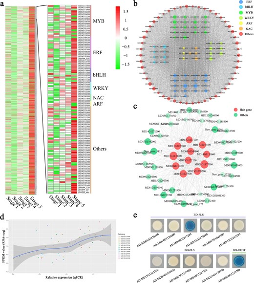 a Heat map comparison and transcription factor (TF) categories of differentially expressed genes (DEGs) in the MEdarkslateblue module. b Network analysis of the 108 TFs in the MEdarkslateblue module. c Network of the top 11 hub genes and related genes from the MEdarkslateblue module. d Scatter plot of gene expression data obtained through RNA-seq and qRT-PCR. e Yeast one-hybrid analysis of interactions between selected TFs and the flavonol biosynthesis gene FLS or the anthocyanin biosynthesis gene UFGT