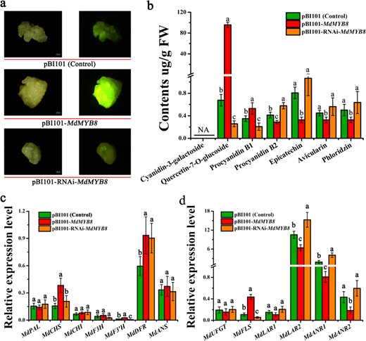 a The control (pBI101), MdMYB8-overexpressing (pBI101-MdMYB8), and MdMYB8-knockdown (pBI101-RNAi-MdMYB8) apple calli were observed in daylight and under UV light. Calli were stained with the flavonol-specific dye DPBA. b Contents of flavonoid compounds in MdMYB8 (MD06G1217200)-overexpressing ‘Orin’ apple calli and those subjected to RNAi. c, d qRT-PCR analysis of flavonoid biosynthetic genes in the MdMYB8 (MD06G1217200)-overexpressing ‘Orin’ apple calli and those subjected to RNAi. qRT-PCR and HPLC analyses were performed on three biological replicates. Error bars indicate the standard error of the mean ± SE of three replicate measurements. Different letters above the bars indicate significantly different values (P < 0.05), calculated using one-way analysis of variance (ANOVA) followed by Tukey's multiple range test