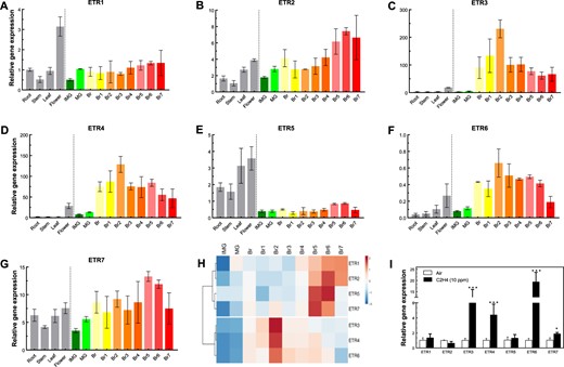 Gene expression profile of ETRs in tomato. a–g Total RNA was isolated from different tissues (root, stem, leaf, and flower) and fruit pericarp + skin at different development stages (IMG, immature green; MG, mature green; Br, breaker; Br1, breaker + 1 day to Br7, breaker + 7 days). The RNA expression of all SlETRs were calculated relative to ETR1 levels in the root by using Actin and EF1α as reference genes. Data show the mean ± SD, n = 3; h heat map of clustering analysis of SlETRs expression during fruit development and ripening. i qPCR analysis of SlETR expression in response to 10 ppm exogenous ethylene in 2-week old seedlings. Data represent the mean ± SD, n = 3. Statistical analyses were performed using t-test comparing the air treatment with ethylene treatment, *P < 0.05, ***P < 0.001