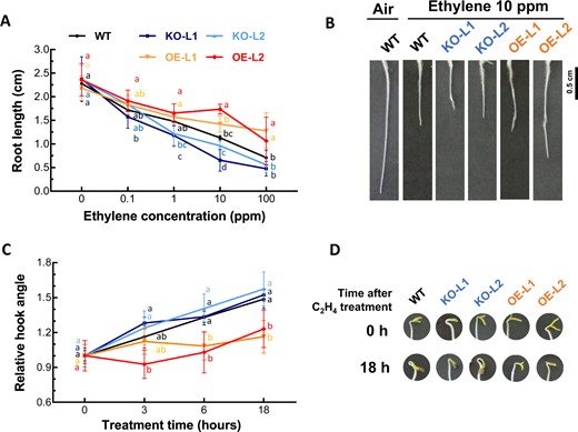Effects of SlETR7 mutants on responses to ethylene in etiolated seedlings. a, b Changes in seedling root length of WT, KO-L1, KO-L2, OE-L1 and OE-L2 lines as a function of ethylene concentration. Treatments were conducted at 25 °C in the dark for 6 days. Data represent the mean ± SD, n ≥ 5. Tukey's HSD tests were performed (P < 0.05) to compare tomato lines at each ethylene concentration, and significant differences are highlighted by different letters. c, d Hook angle changes as a function of time after a 1 ppm ethylene treatment. Four-day old seedlings of each line were treated with 1 ppm ethylene. Data represent the mean ± SD, n ≥ 5, relative to time “0” for each line, value that set at “1”. Dunn's tests were performed for multiple comparison with P < 0.05 between tomato lines at each time, and significant differences are highlighted by different letters