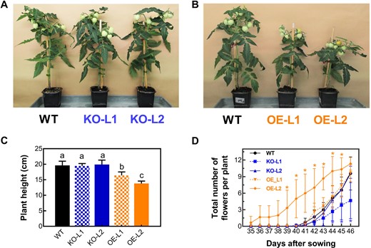 Effects of SlETR7 mutants on the plant growth and flower transition. a, b Representative WT, KO-L1, KO-L2, OE-L1 and OE-L2 lines after 80 days of cultivation. c Plant height of WT and SlETR7 mutants. Data represent the mean ± SD, n = 8. The different letters in this graph mark significant differences at P < 0.05 using LSD multiple comparisons. d Number of flowers per plant as a function of the time after sowing. The flowers were counted from 35 days until 46 days after sowing. Data are the mean values ± SD, n = 8, “*” stands for a significant difference from WT at each time-point, using Tukey's test (P < 0.05)