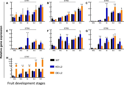 Effects of SlETR7 mutants on expression of the other SlETRs. a–h expression of SlETR1, SlETR2, SlETR3, SlETR4, SlETR5, SlETR6, and SlETR7, respectively at different stages of fruit development. IMG stands for immature green, MG mature green, Br Breaker, Br2 to Br8 stand for Breaker + 2 days to Breaker + 8 days, respectively. All data show mRNA levels relative to WT IMG stage for each studied gene. All the data represents mean ± SD, n = 3. Statistical analyses were performed using Tukey's tests comparing each line to WT, *P < 0.05, **P < 0.01