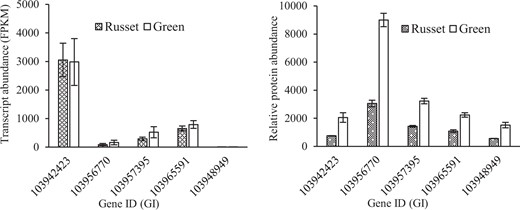 All these genes showed constant transcript levels but were strongly repressed at the protein level in russet fruit skin compared with green fruit skin of sand pear