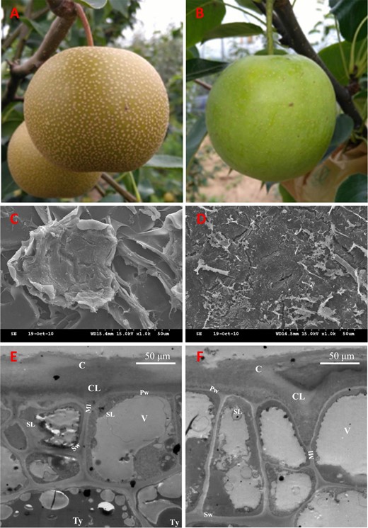 The russet a and green b skin fruit of sand pear grown in an orchard. Scanning electron microscopy analysis of russet c and green d fruit surfaces showed that the skins of the two genotypes are covered by stacked suberized cells and cutin wax, respectively. Transmission electron microscopy analysis of russet e and green f fruit epidermal cells at the russet development stage showed that more tylosis (Ty) accumulated in the russet skin cells. C Cuticle; CL cuticular layer; Ml middle lamella; Pw primary wall; SL suberin layer; Sw secondary wall; V vacuole; Ty tylosis