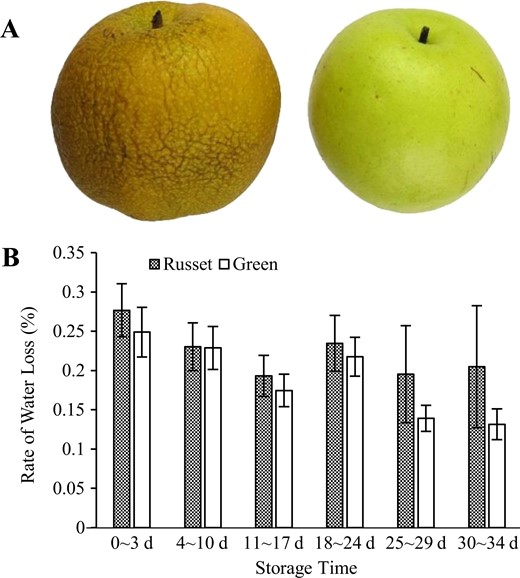 After storage under room conditions, the russet fruit skin exhibited obvious shrinkage due to water loss a. The reported value is the mean ± SE b