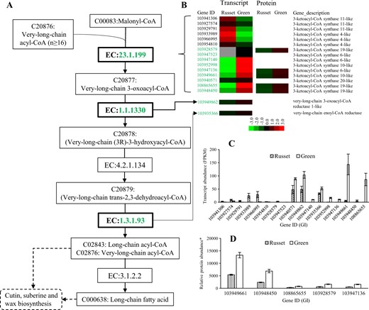 a A detailed diagram of long fatty acid biosynthesis including the subset of nodes or metabolites and enzymes that are involved in the process. The enzymes with repressed expression in russet fruit skin at the transcript and/or protein levels are shown in green. b Heat map of differentially expressed transcripts or proteins. Transcript c and protein abundance d of russet-related genes involved in long fatty acid biosynthesis