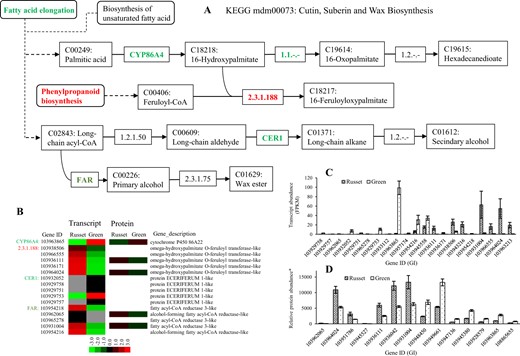 a A detailed diagram of cutin, suberin, and wax biosynthesis, including the subset of nodes or metabolites and enzymes involved in the process. Enzymes with repressed or enhanced expression in russet fruit skin at the transcript and/or protein levels are shown in green or red, respectively. b Heat map of the differentially expressed transcripts or proteins. Transcript c and protein abundance d of russet-related genes involved in cutin, suberin, and wax biosynthesis