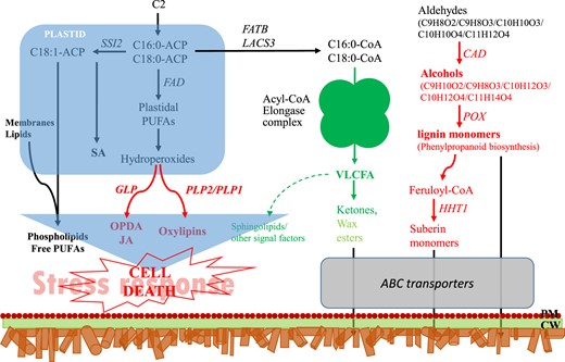 The diagram was constructed based on the metabolic pathways summarized in the hypersensitive cell death response in Arabidopsis by Raffaele et al.65. Enzymes and partial diagrams marked in red or green indicate strongly enhanced or repressed regulation, respectively, in russet fruit skin at the transcript and/or protein levels. The differential regulation of wax esters in russet skin are indicated in red. We hypothesize that a low content of VLCFAs represses the biosynthesis of signaling molecules that could block or alter the signaling pathway, as indicated by the dotted arrow. PM plasma membrane; CW cell wall