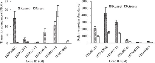 Enhanced expression of PLP2 genes (Gene ID: 103956635, 103957040, 103957112, and 103959548) and CRK genes (GI: 694350157 and 694428606) at the transcript and/or protein levels in russet fruit skin of sand pear