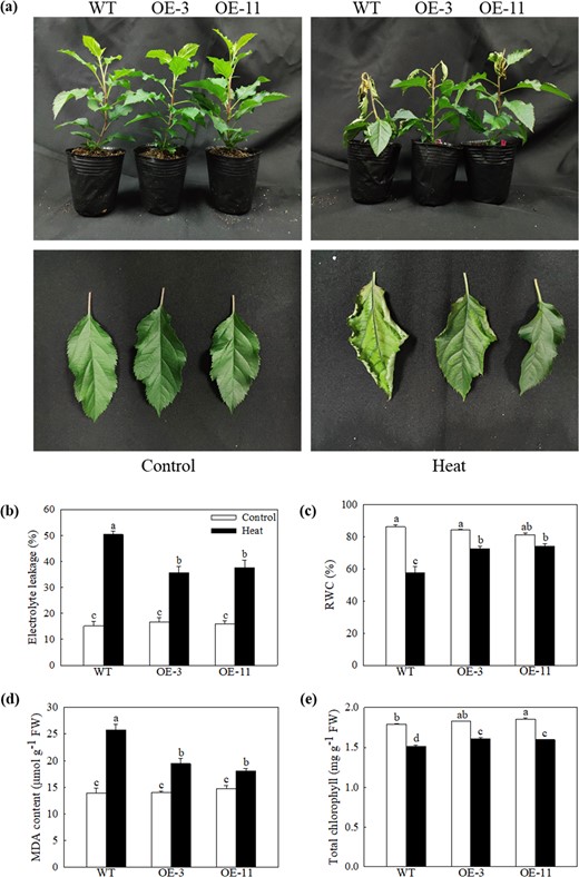 a Phenotypes of WT and MdATG18a-overexpressing apple plants under a normal temperature and after heat stress. b Electrolyte leakage, c relative water content (RWC), d malondialdehyde (MDA) concentration, and e chlorophyll concentration in WT and transgenic apples treated with or without high temperature. Data are shown as the means of three replicates with SEs. Different letters indicate significant differences between treatments, according to one-way ANOVA and Tukey's multiple range test (P < 0.05).