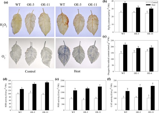 a In situ accumulation of H2O2 and superoxide radical (O2−) before (left panels) and after (right panels) heat treatment revealed by DAB and NBT staining, respectively. Quantitative measurement of b H2O2 and c O2− concentrations in apple leaves treated with and without high temperature. Activities of d superoxide dismutase (SOD), e peroxidase (POD) and f catalase (CAT) after 4 h of heat treatment. Data are shown as the means of three replicates with SEs. Different letters indicate significant differences between treatments, according to one-way ANOVA and Tukey's multiple range test (P < 0.05).