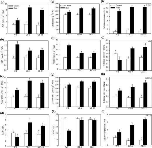 Concentrations of a ascorbic acid (AsA), b dehydroascorbate (DHA) and c AsA + DHA and d AsA / DHA. Concentrations of e glutathione (GSH), f oxidized glutathione (GSSG) and g GSH + GSSG and h GSH/GSSG. These data were measured 4 h after heat treatment. Changes in the expression of iAPX, jGR, kMDHAR, and lDHAR1 under heat stress. Total RNA was isolated from leaf samples collected after 2 h of heat stress. Data are shown as the means of three replicates with SEs. Different letters indicate significant differences between treatments, according to one-way ANOVA and Tukey's multiple range test (P < 0.05).
