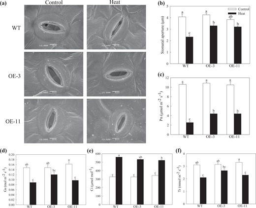 a Scanning electron microscopy (SEM) images of stomata from plants before (left panels) and after (right panels) 4 h of heat stress. b Changes in stomatal apertures under heat stress. Changes in the c net photosynthesis rate (Pn), d intercellular CO2 concentration (Ci), e stomatal conductance (Gs), and f transpiration rate (Tr) were determined following 18 h of recovery after heat treatment. Data are shown as the means of six replicates with SEs. Different letters indicate significant differences between treatments, according to one-way ANOVA and Tukey's multiple range test (P < 0.05).