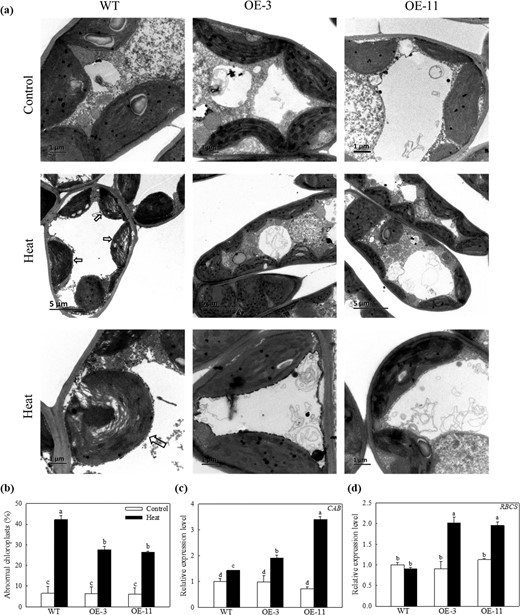 a TEM images of chloroplasts in mesophyll cells. Chloroplasts that exhibited disorganized thylakoid membranes are indicated by arrows. b The proportion of abnormal chloroplasts per cell from experiments described in a. Changes in the expression of cMdCAB and dMdRBCS under heat stress. Total RNA was isolated from leaf samples collected after 4 h of heat treatment. More than 10 cells were used to quantify chloroplasts. Data are shown as the means of six replicates with SEs. Different letters indicate significant differences between treatments, according to one-way ANOVA and Tukey's multiple range test (P < 0.05).