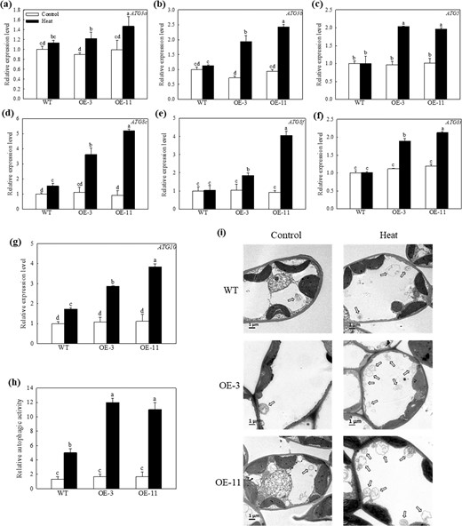 a–g Changes in the expression of several MdATGs in WT and MdATG18a-OE plants after 4 h of heat stress. h Representative TEM images of autophagic structures in mesophyll cells from WT and MdATG18a OE plants. Autophagosomes are indicated by arrows. Bars: 1 μm. i Relative autophagic activity of WT or MdATG18a-OE plants shown in h. More than 10 cells were used to quantify structures. Data are shown as the means of six replicates with SEs. Different letters indicate significant differences between treatments, according to one-way ANOVA and Tukey's multiple range test (P < 0.05).