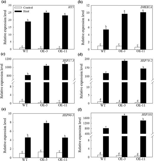 Changes in the expression of aMdHY5, bMdDREB2A, cMdHSP17.3, dMdHSP70-2, eMdHSP90-5, and fMdHSP101 under heat stress. Total RNA was isolated from leaf samples collected after 2 h of heat stress. Data are shown as the means of six replicates with SEs. Different letters indicate significant differences between treatments, according to one-way ANOVA and Tukey's multiple range test (P < 0.05).