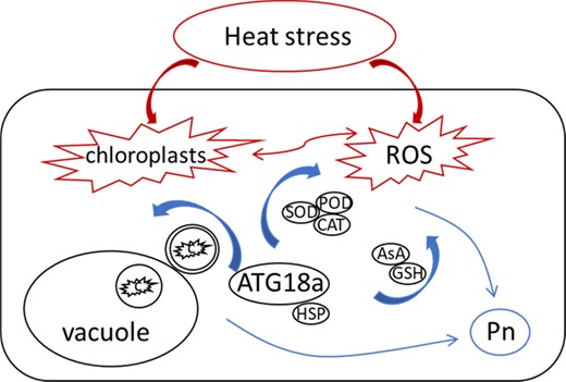 Proposed model of the regulatory function of autophagy in response to heat stress in apple.
