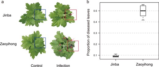 a Images of the resistant cultivar ‘Jinba’ and the susceptible cultivar ‘Zaoyihong’ with CBS. b Proportion of diseased leaves of A. alternata infections in ‘Jinba’ and ‘Zaoyihong’