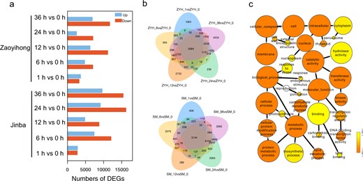 a Statistical analysis of upregulated and downregulated differentially expressed genes (DEGs) in response to A. alternata infection. b Venn diagrams of upregulated and downregulated differentially expressed genes (DEGs) in response to A. alternata infection in ‘Zaoyihong’ (top) and ‘Jinba’ (bottom). c GO analysis of DEG responses to A. alternata infection in ‘Jinba’ and ‘Zaoyihong’. The enriched categories are represented by circles, and the size of each circle represents the number of genes